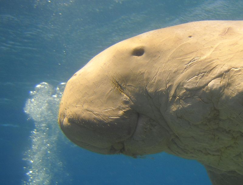 800px-The_head_of_Dugong_dugon