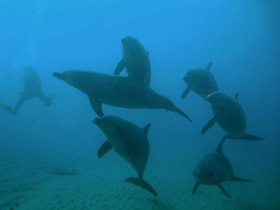 dolphins-with-diver