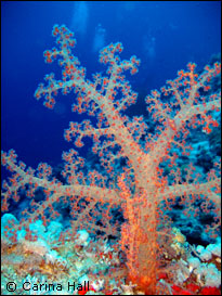 marsa_alam_shaab_sataya_soft_coral