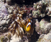 safaga_ras_umm_hesiwa_clownfish