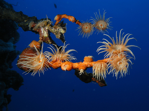 Anemones_by_prilfish_flickr.com_