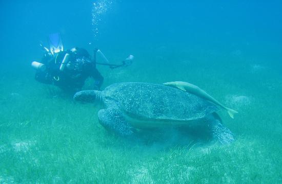 african-divers-nuweiba