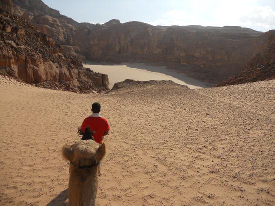 camel-ride-wadi-ghazala