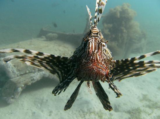 scuba-college-nuweiba